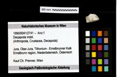 Foto (Objekt + Etiketten) von Decapoda indet. 